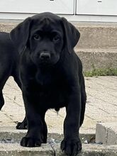 7 Labrador Retriever til salg på købhund.dk