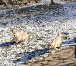 6 Cairn Terrier til salg på købhund.dk
