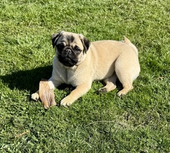 9 Mops til salg på købhund.dk