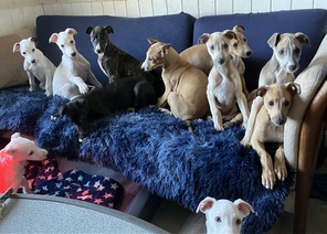 12 Greyhound til salg på købhund.dk