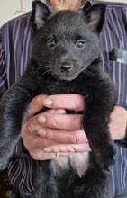3 Schipperke til salg på købhund.dk