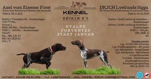 7 Korthåret Hønsehund til salg på købhund.dk