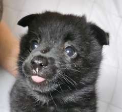 4 Schipperke til salg på købhund.dk