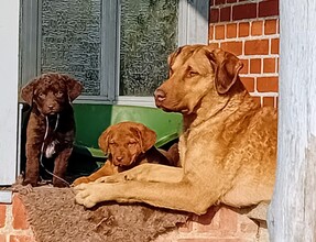 11 Chesapeake Bay Retriever til salg på købhund.dk