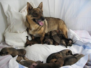 4 Västgötaspids til salg på købhund.dk