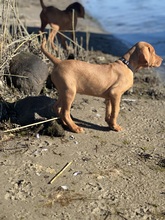 7 Vizsla, korthåret til salg på købhund.dk
