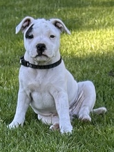 4 Staffordshire Bull Terrier til salg på købhund.dk