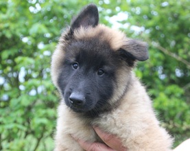 8 Belgisk Hyrdehund, Tervueren til salg på købhund.dk