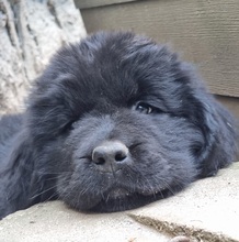 5 Newfoundland til salg på købhund.dk