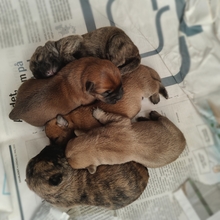 5 Cairn Terrier til salg på købhund.dk