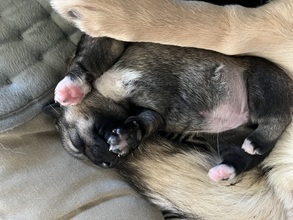 2 Västgötaspids til salg på købhund.dk