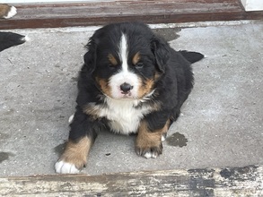5 Berner Sennenhund til salg på købhund.dk