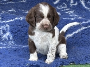 7 Polish Hunting Spaniel til salg på købhund.dk