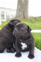 4 Staffordshire Bull Terrier til salg på købhund.dk