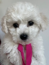5 Bichon Frisé til salg på købhund.dk