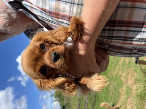 2 Cavalier King Charles Spaniel til salg på købhund.dk