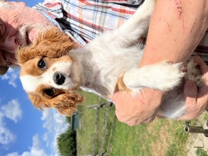 2 Cavalier King Charles Spaniel til salg på købhund.dk