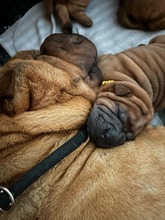 5 Shar Pei til salg på købhund.dk