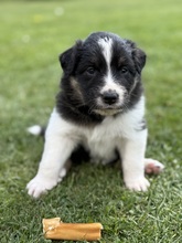 9 Australian Shepherd til salg på købhund.dk