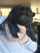 4 Mops til salg på købhund.dk