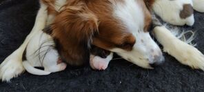 6 Hollandsk Kooikerhondje til salg på købhund.dk