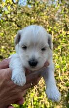 9 Bichon Havanais til salg på købhund.dk