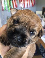 5 Cairn Terrier til salg på købhund.dk