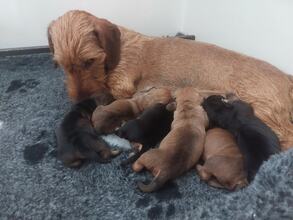 6 Ruhåret Gravhund til salg på købhund.dk