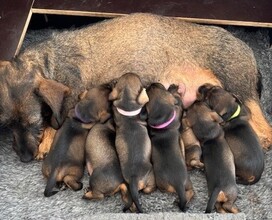 7 Ruhåret Gravhund til salg på købhund.dk
