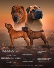 5 Shar Pei til salg på købhund.dk