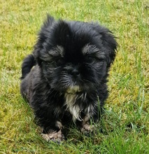 6 Shih Tzu til salg på købhund.dk