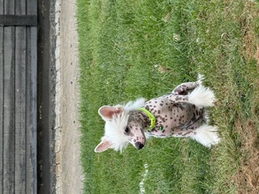 4 Chinese Crested/Powder Puff til salg på købhund.dk