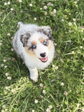 6 Australian Shepherd til salg på købhund.dk
