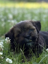 5 Lhasa Apso til salg på købhund.dk