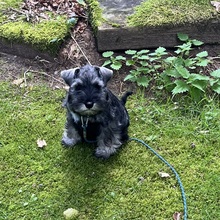 6 Dværgschnauzer, peber/salt til salg på købhund.dk