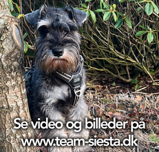 6 Dværgschnauzer, peber/salt til salg på købhund.dk