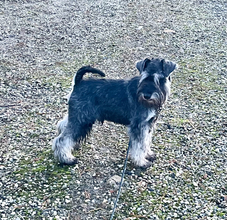 6 Dværgschnauzer, peber/salt til salg på købhund.dk