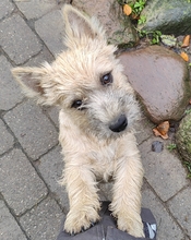 7 Cairn Terrier til salg på købhund.dk