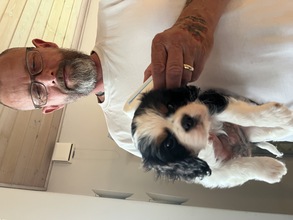 2 Cavalier King Charles Spaniel til salg på købhund.dk