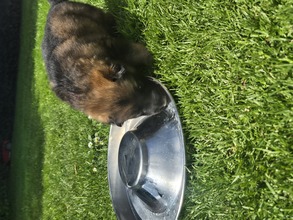 7 Schæferhund,langstockh. m. underuld til salg på købhund.dk