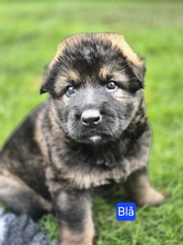 7 Schæferhund,langstockh. m. underuld til salg på købhund.dk