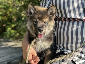 4 Finsk Lapphund til salg på købhund.dk
