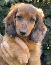 6 Langhåret Kanin Gravhund til salg på købhund.dk