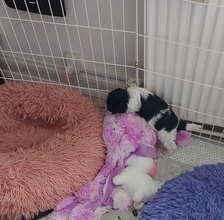 5 Pudel, mellem til salg på købhund.dk
