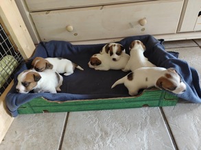 6 Jack Russell Terrier til salg på købhund.dk