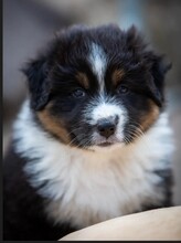 8 Australian Shepherd til salg på købhund.dk