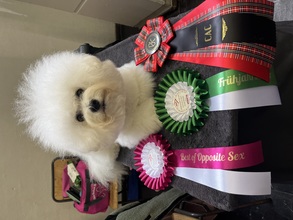 4 Bichon Frisé til salg på købhund.dk