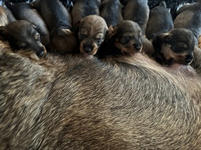 10 Ruhåret Gravhund til salg på købhund.dk
