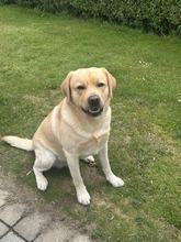 3 Labrador Retriever til salg på købhund.dk