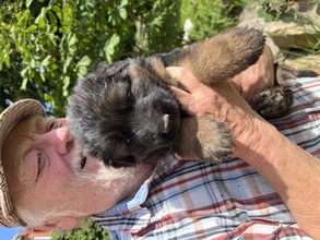 1 Schæferhund,langstockh. m. underuld til salg på købhund.dk